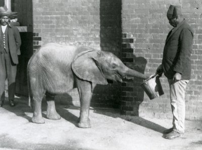 Young African Elephant Kiberenge being fed by Darisha while Syed Ali looks on in the background, London Zoo, September 1923 by Frederick William Bond